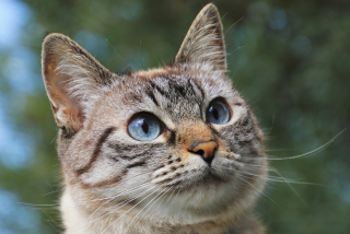 Illustration de l'article : Un chat jeté du 3e étage se bat pour rester en vie tandis que la police traque son bourreau