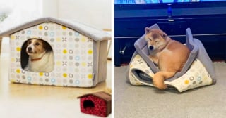 Illustration de l'article : 20 photos hilarantes de cadeaux pour chiens et chats qui n'ont pas eu l'effet escompté