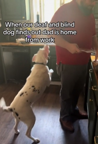 Illustration de l'article : L'émouvante réaction d'un chien sourd et aveugle comprenant que son humain est de retour (vidéo)