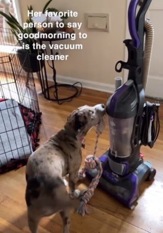 Illustration de l'article : L'amitié improbable mais touchante entre un chien et un aspirateur (vidéo)