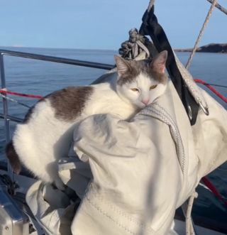 Illustration de l'article : Un chat défie les stéréotypes et devient un véritable aventurier des mers (vidéo)