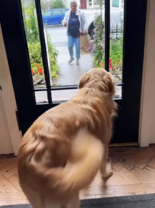 Illustration de l'article : La joie contagieuse d'un chien apprenant que sa mamie vient lui rendre visite (vidéo)
