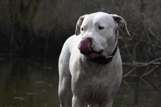 Illustration de l'article : Policiers et bénévoles volent à la rescousse d'un chien ayant ingéré des opioïdes par accident