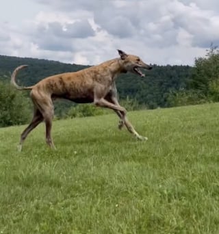 Illustration de l'article : Un sanctuaire unique au monde rend hommage aux chiens disparus, mais jamais oubliés (vidéo)