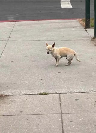 Illustration de l'article : Un chien abandonné reste fidèle à son coin de rue malgré la peur et les feux d'artifice