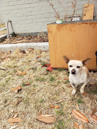 Illustration de l'article : Un chien abandonné reste fidèle à son coin de rue malgré la peur et les feux d'artifice