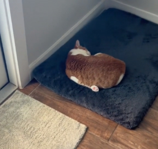 Illustration de l'article : Un chat fait sensation avec ses positions de sommeil hilarantes (vidéo)