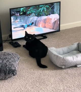 Illustration de l'article : Ce chat a sa propre télévision et n’aime pas être dérangé pendant qu’il la regarde (vidéo)