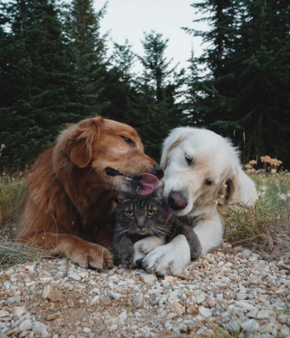 Illustration de l'article : 17 photos prouvant que les chiens incarnent l'amour avec un grand A
