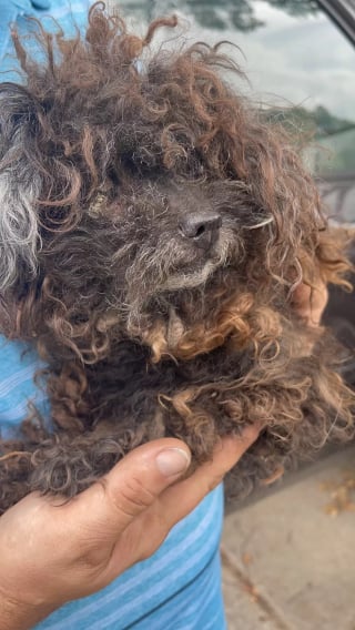 Illustration de l'article : Un chien abandonné sur la route et mépris pour une vieille perruque vit une incroyable transformation