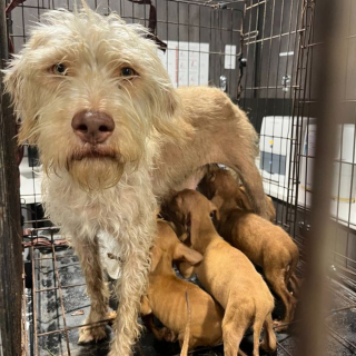 Illustration de l'article : Des vétérinaires luttent pour sauver des chiots et leur mère retrouvés dans un état critique sur un chantier