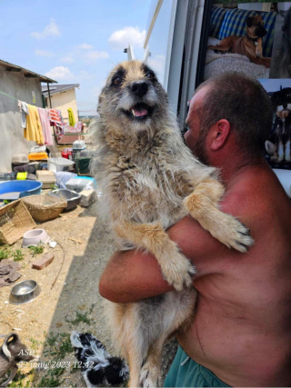 Illustration de l'article : Après 9 ans dans un refuge en Roumanie, ce chien découvre le confort et l'amour d'une famille (vidéo)