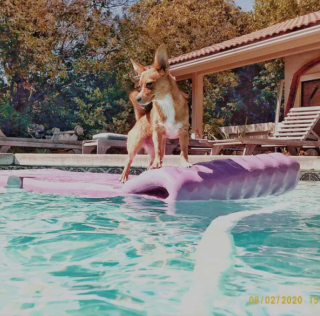 Illustration de l'article : 15 chiens ayant adopté le farniente en piscine sur des jouets gonflables