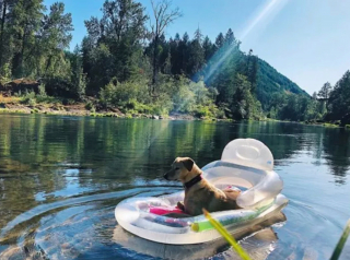 Illustration de l'article : 15 chiens ayant adopté le farniente en piscine sur des jouets gonflables
