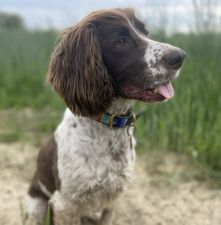 Illustration de l'article : En promenade sur la plage, un chien frôle la catastrophe après avoir avalé des arêtes de poisson