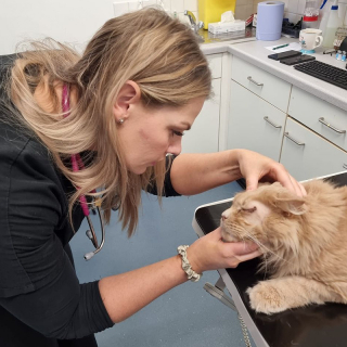 Illustration de l'article : Ce chat négligé par ses propriétaires peut enfin voir le monde après une chirurgie des paupières