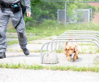 Illustration de l'article : Un policier change le destin d’un chien de refuge en lui offrant une carrière au sein de son unité de recherche et sauvetage