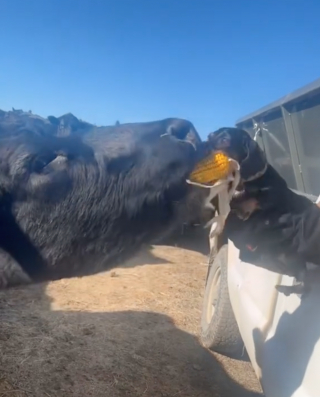 Illustration de l'article : Ce chien fait preuve d'une grande détermination face à une vache qui tente de lui voler son épi de maïs (vidéo)