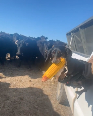 Illustration de l'article : Ce chien fait preuve d'une grande détermination face à une vache qui tente de lui voler son épi de maïs (vidéo)