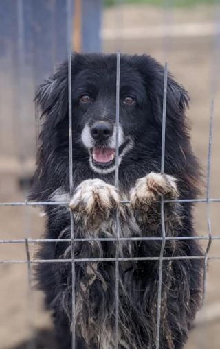 Illustration de l'article : « Ils fatiguent et se résignent » : qui donnera une chance à des chiens roumains vivant dans des conditions précaires ? (Vidéo)