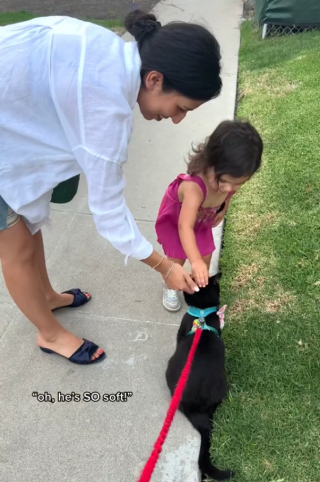 Illustration de l'article : L’adorable vidéo d’un chat à une oreille qui se laisse dorloter par une fillette dans la rue 