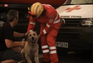 Illustration de l'article : « Chaque vie a de la valeur » : en Grèce, la solidarité s'organise pour sauver les animaux pendant les incendies