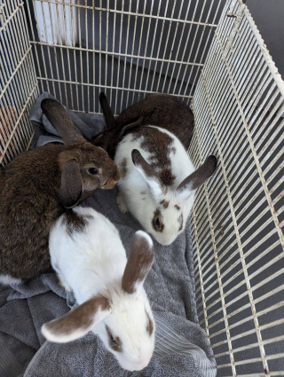 Illustration de l'article : « Aucun animal ne mérite d’être jeté comme ça » : 6 lapins abandonnés dans un chariot prennent un nouveau départ