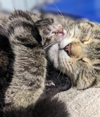 Illustration de l'article : D'animal errant à super maman : L'histoire touchante d'une chatte recueillie juste à temps par des âmes charitables