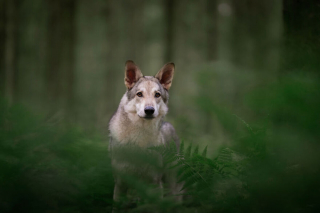 Illustration de l'article : 20 nouveaux portraits sublimes de chiens signés Omica, photographe passionnée par l'univers canin