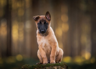 Illustration de l'article : 20 nouveaux portraits sublimes de chiens signés Omica, photographe passionnée par l'univers canin