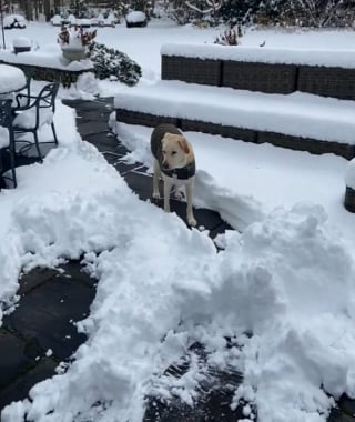 Illustration de l'article : La vidéo hilarante d’une chienne qui fait semblant d’être bloquée par un tas de neige non déblayé