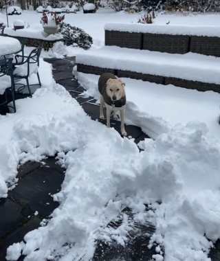 Illustration de l'article : La vidéo hilarante d’une chienne qui fait semblant d’être bloquée par un tas de neige non déblayé