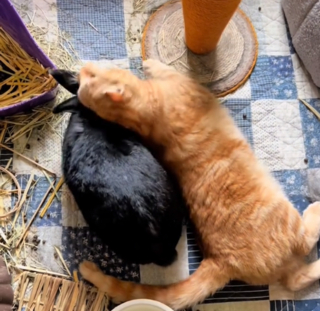 Illustration de l'article : Un chat et son ami lapin ont un tendre rituel matinal qu'ils ne manqueraient pour rien au monde (vidéo)