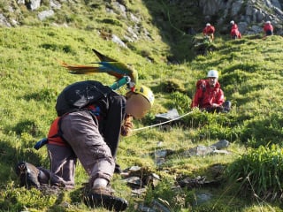 Illustration de l'article : Sauvetage insolite : un perroquet coincé en montagne avec sa propriétaire fait preuve d'une grande courtoisie envers son sauveur