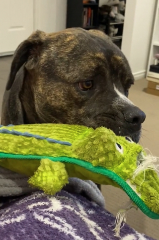 Illustration de l'article : Un chien paresseux fait un caprice pour que sa propriétaire ramasse son crocodile en peluche qu’il a fait tomber (vidéo)