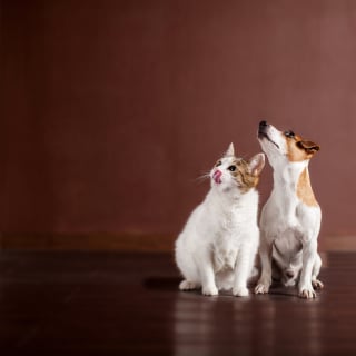 Illustration de l'article : Préparer soi-même les repas de son chat ou de son chien : l'importance des compléments alimentaires