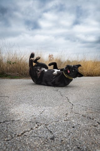 Illustration de l'article : 20 chiens photographiés dans des situations cocasses et suscitant autant de tendresse que d'éclats de rire