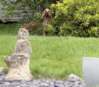 Illustration de l'article : Un chien obnubilé par son jardin trouve une technique amusante pour ne pas rentrer chez lui (vidéo)