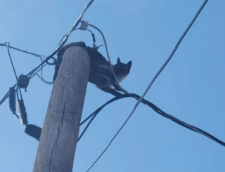 Illustration de l'article : L'incroyable épopée de Mookie, le chat rescapé d'un moteur de voiture puis d'un poteau électrique