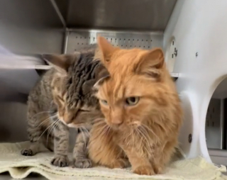 Illustration de l'article : Ces 2 chats de 18 ans ont été adoptés, puis rapportés au refuge le jour même (vidéo)