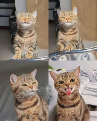 Illustration de l'article : 20 photos de chats passés maîtres dans l'art d'attendrir et d'émouvoir leurs humains