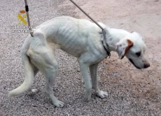 Illustration de l'article : Une chienne affamée et enchaînée dans des lieux insalubres renoue avec l'espoir après des mois de souffrance (vidéo)