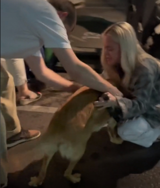 Illustration de l'article : L'émouvante réaction d'un chien retrouvant ses humains à l'aéroport après 3 mois de séparation (vidéo)