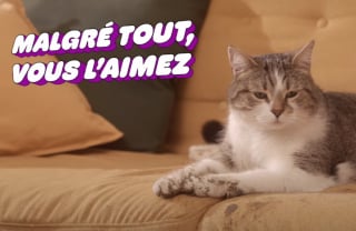 Illustration de l'article : "Malgré tout, vous l’aimez" : la campagne pleine d'humour de Vétocanis célébrant les joies et défis de la vie avec un animal