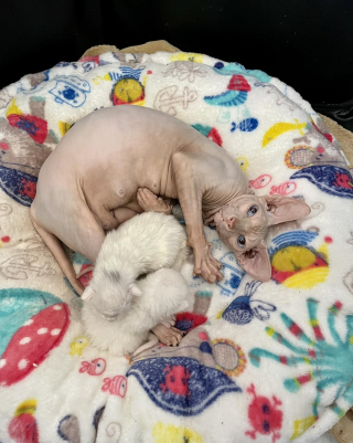 Illustration de l'article : Une maman chat, dévouée envers sa progéniture, ouvre son cœur à 2 autres chatons dans le besoin (vidéo)