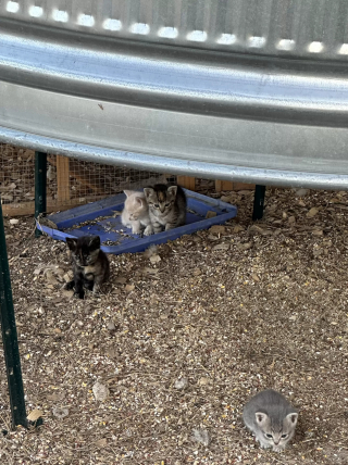 Illustration de l'article : Cohabitation insolite dans un poulailler : une maman chat s'installe parmi les gallinacés pour élever ses chatons