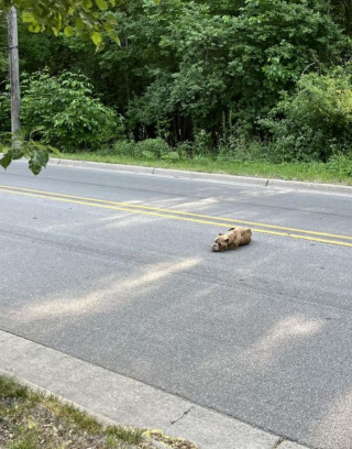 Illustration de l'article : L'espoir est de nouveau permis pour une chienne découverte maigre et épuisée dans la rue