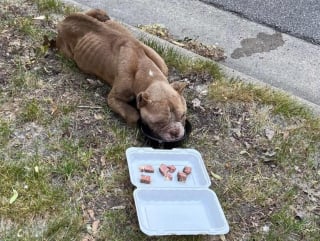 Illustration de l'article : L'espoir est de nouveau permis pour une chienne découverte maigre et épuisée dans la rue