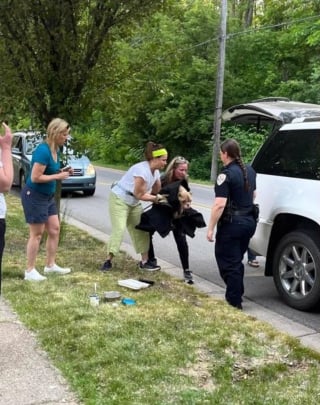 Illustration de l'article : L'espoir est de nouveau permis pour une chienne découverte maigre et épuisée dans la rue