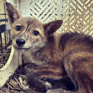 Illustration de l'article : Ils découvrent un « chiot » mystérieux coincé dans la boue, mais personne ne sait dire de quelle espèce il s’agit